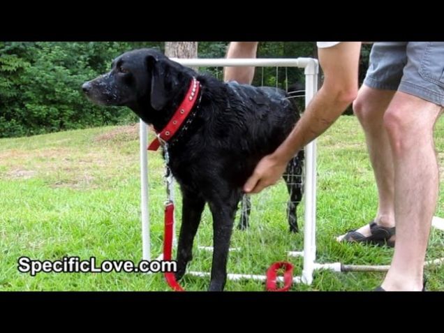 build a custom dog washer out of pvc piping
